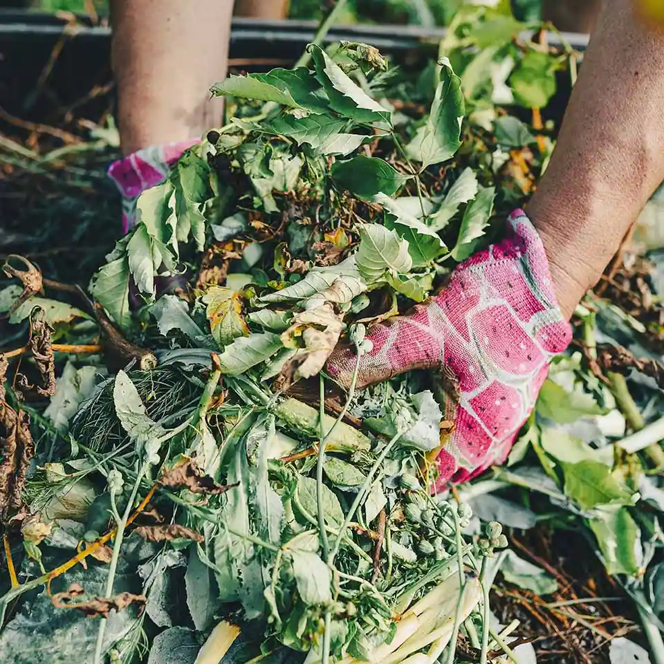 Gros plan sur des mains ramassant des déchets végétaux destinés au compost