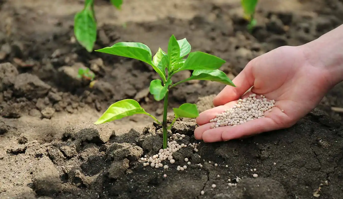 Gros plan sur une main déposant un engrais au pied d'une jeune plante